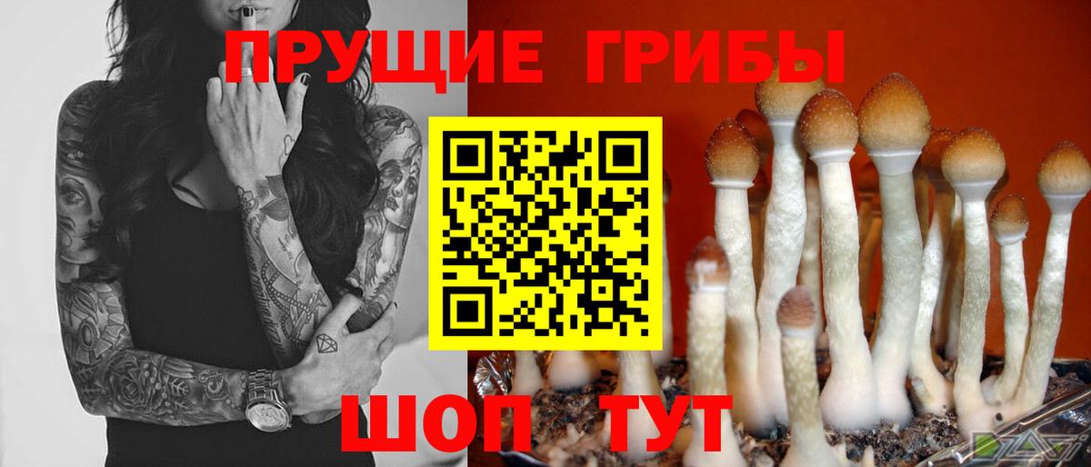 Галлюциногенные грибы Psilocybine cubensis Холмск